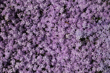 Mossy phlox close-up. Place for text. A high quality.