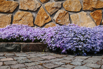 Mossy phlox on the background of cobblestones in the landscape. A high quality.