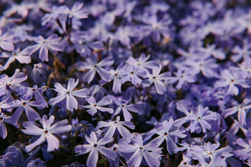 Mossy phlox close-up. Place for text. A high quality.