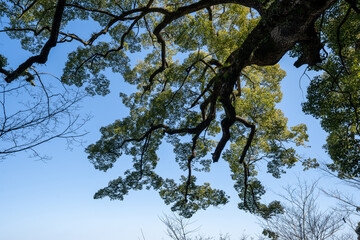 金比羅山の風景