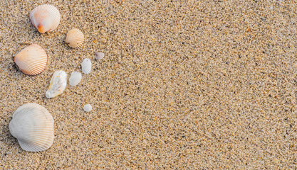 Sand beach texture background and seashells top view well free space for text present for summer season travel or tourism 