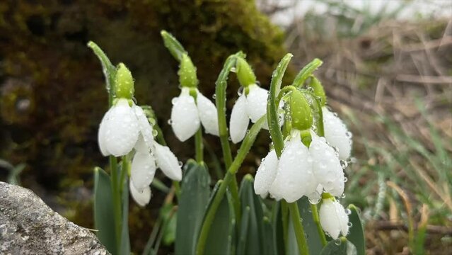 Snowdrop flowers blooming in nature with the onset of spring season