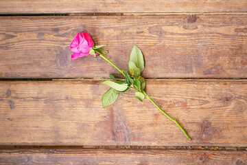 One pink rose on the old brown wooden background. Top view with copy space.