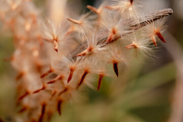Close-up of rose laurel seeds