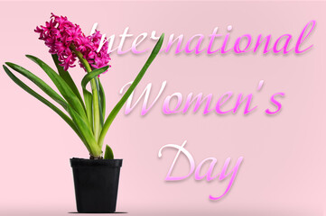 International Women's Day, concept. Pink hyacinth flower on pink background. Holidays
