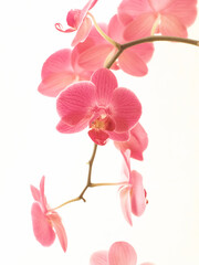 Zarte Orchidee