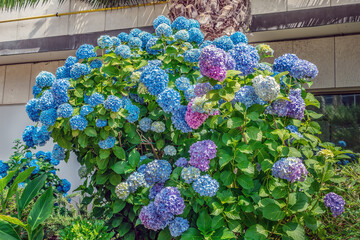 Growing bush of Hydrangea macrophylla with large blue inflorescences outdoors in Budva, Montenegro....