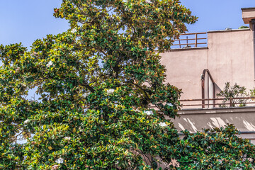 Magnolia grandiflora tree against the background of a pink wall of a building in Budva, Montenegro. Tall evergreen tree with large white ornamental flowers