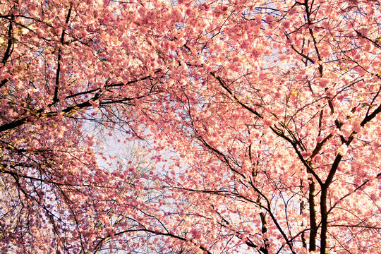 Spring Tree Wild Cherry Tree In Blossom Full Frame Taken From Above Up 