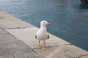 Obraz premium A seagull in Camogli, Ligurian Riviera, Italy