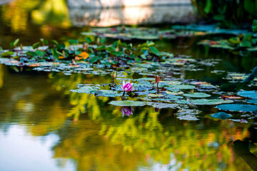 Pink water lily on surface of pond. Lotus flower for text or decorative artwork, beautiful reflection. Plant symbolizes resurrection and Buddhists believe that the waterlily represents enlightenment.