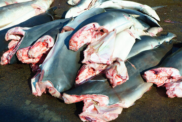 A lot of fish lie headless in the fish market