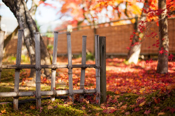 autumn in the garden