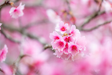 Beautiful sakura flower on the tree