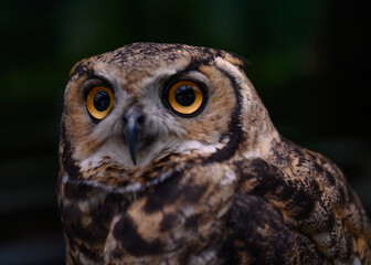 great horned owl