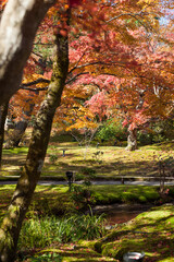 autumn in the forest