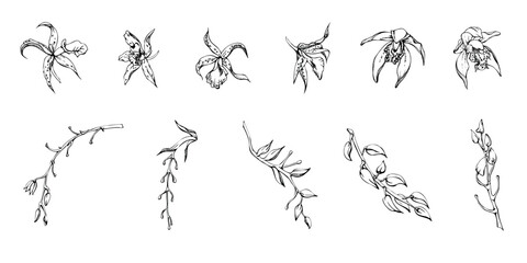 Hand drawn vector ink orchid flowers and branches, monochrome, detailed outline. Single flowers, leaves, stems. Isolated on white background. Design for wall art, wedding, print, tattoo, cover, card.
