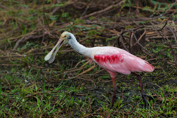 roseate spoonbill (Platalea ajaja) wading in the North Pantanal in Brazil