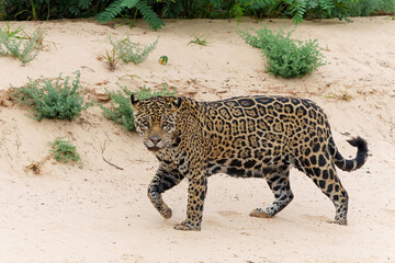 Jaguar (Panthera onca) hunting in the Northern Pantanal in Mata Grosso in Brazil
