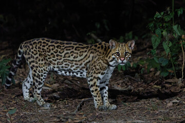 Ocelot (Leopardus pardalis) searching for food in the night in the forest of the North Pantanal in Brazil