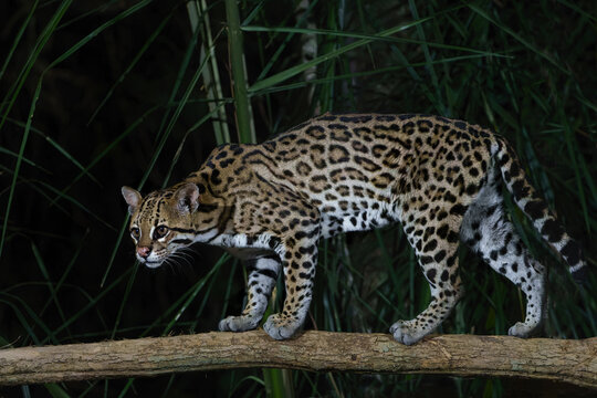 Ocelot (Leopardus pardalis) searching for food in the night in the forest of the North Pantanal in Brazil