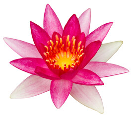 Pink waterlily flower on transparent background