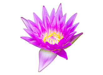 Purple waterlily flower on transparent background