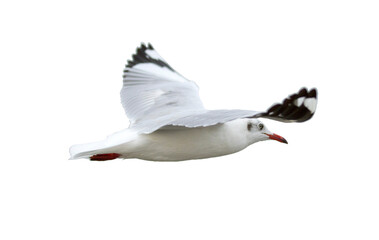 Seagull flying on transparent background.