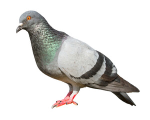 Gray pigeon on transparent background