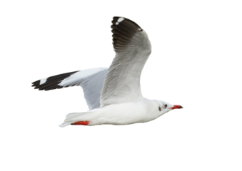 Seagull flying on transparent background.