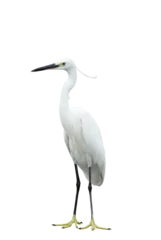 Foto op Plexiglas White egret on transparent background © Direk Takmatcha