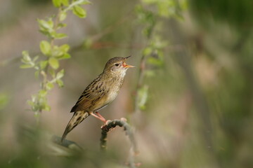 A Common grasshopper warbler sits on the green twig  and sings.  Locustella naevia. Beautiful...
