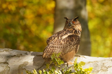 portrait of a eagle owl in the nature. Bubo bubo. Beautiful eagle owl sits on a beech tree trunk....
