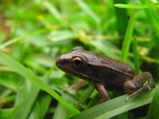 A small brown frog sitting in grass.