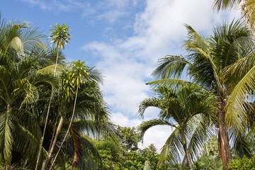 Obraz premium coconut palms on the sandy seashore, sunny day, paradise islands