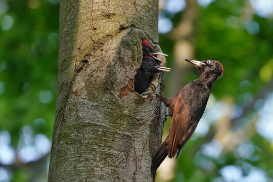 A black woodpecker  sits near the nest and feeds the young. (Dryocopus martius)  Woodpecker in the nature habitat. Spring in the nature.