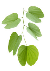 Naklejka na ściany i meble Buahinia leaf with twig on transparent background