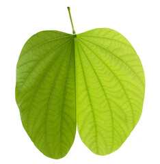 Green bauhinia leaf on transparent background