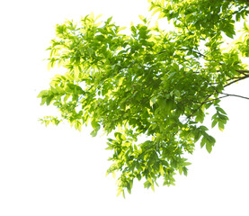 Green leaves with branch on transparent background (png file).