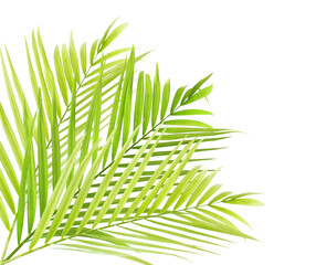 Tropical green leaf of palm tree on transparent background (png file).