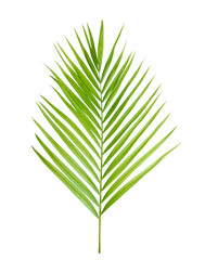 Tropical green leaf of palm tree on transparent background (png file).