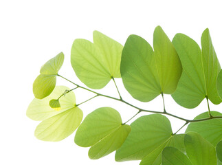 Fototapeta na wymiar Buahinia leaf with twig on transparent background