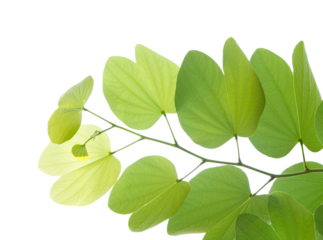 Buahinia leaf with twig on transparent background