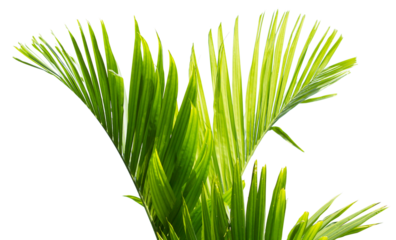 Tropical green leaf of palm tree on transparent background (png file).