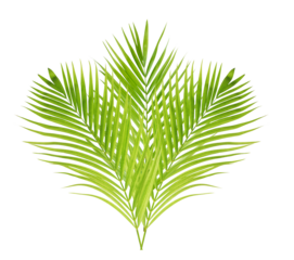 Tropical green leaf of palm tree on transparent background (png file).