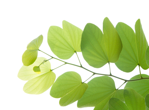 Buahinia leaf with twig on transparent background