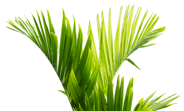 Tropical green leaf of palm tree on transparent background (png file).