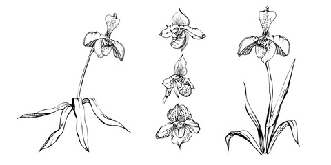 Hand drawn vector ink orchid flowers, stems, leaves, monochrome, detailed outline. Composition with branches. Isolated on white background. Design for wall art, wedding, print, tattoo, cover, card.
