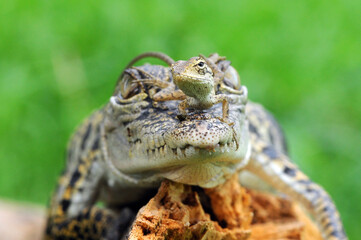 crocodile with lizard, chameleon, 