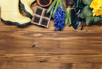 Fototapeta na wymiar Gardening background. Hyacinth and primula flowers with garden tools on the wooden background. Top view with copy space.